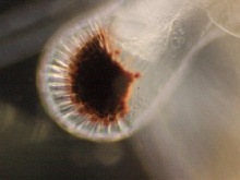 Artemia. Auge am adulten Tier.