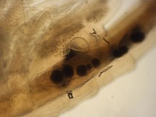 Artemia, Weibchen: Geschlechtsöffnung.
