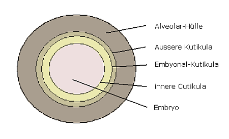 Artemiacyste. Schematischer Aufbau.