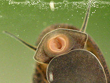 Blasenschnecken - Physidae. Mundöffnung.