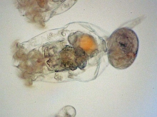 Brachionus plicatilis. Weibchen mit Ei.