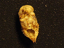 Buffalo-Würmer (Getreideschimmelkäferlarven) - Alphitobius diaperinus. Puppe mit Fraßschaden.