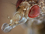 Drosophila: Saugrüssel.