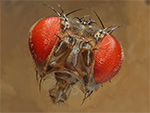 Drosophila: Kopfpartie.