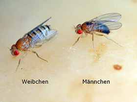 Drosophila melanogaster. Geschlechtsunterschied.