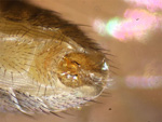 Drosophila: Geschlechtsapparat.
