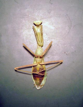 Hierodula membranacea, Indische Riesengottesanbeterin