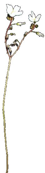 Blütenstand von Drosera, Sonnentau, einer fleischfressenden Pflanze