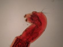 Rote Mückenlarve, Chironomus plumosus: Nachschieber.