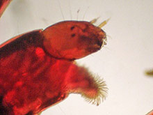Rote Mückenlarve, Chironomus plumosus.