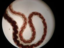 Bachröhrenwürmer, Tubifex.