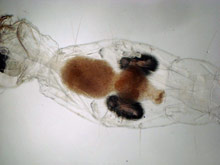 Weiße Mückenlarve, Chaoborus crystallinus.