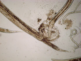 Mikrowürmchen - Panagrellus redivivus: Geburt.