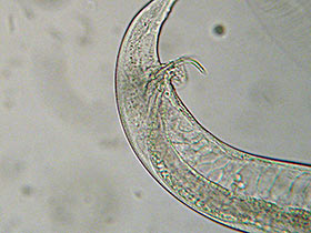 Mikrowürmchen - Panagrellus redivivus: Spicula
