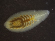 Alboglossiphonia heteroclita. Kleiner Schneckenegel.