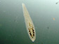 Alboglossiphonia heteroclita. Kleiner Schneckenegel.