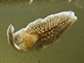 Dendrocoelum lacteum.