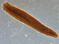 Polycelis tenuis.