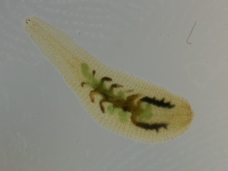 Albiglossiphonia heteroclita; Kleiner Schneckenegel.