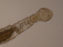 Öltröpfchenwurm, Aeolosoma sp.